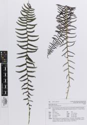 Blechnum punctulatum. Herbarium specimen of cultivated plant from Kerikeri, AK 291609, showing fronds with narrow pinnae, reducing to tiny flanges at the base; the sterile pinnae have basal acroscopic lobes.
 Image: Auckland Museum  © Auckland Museum  All rights reserved